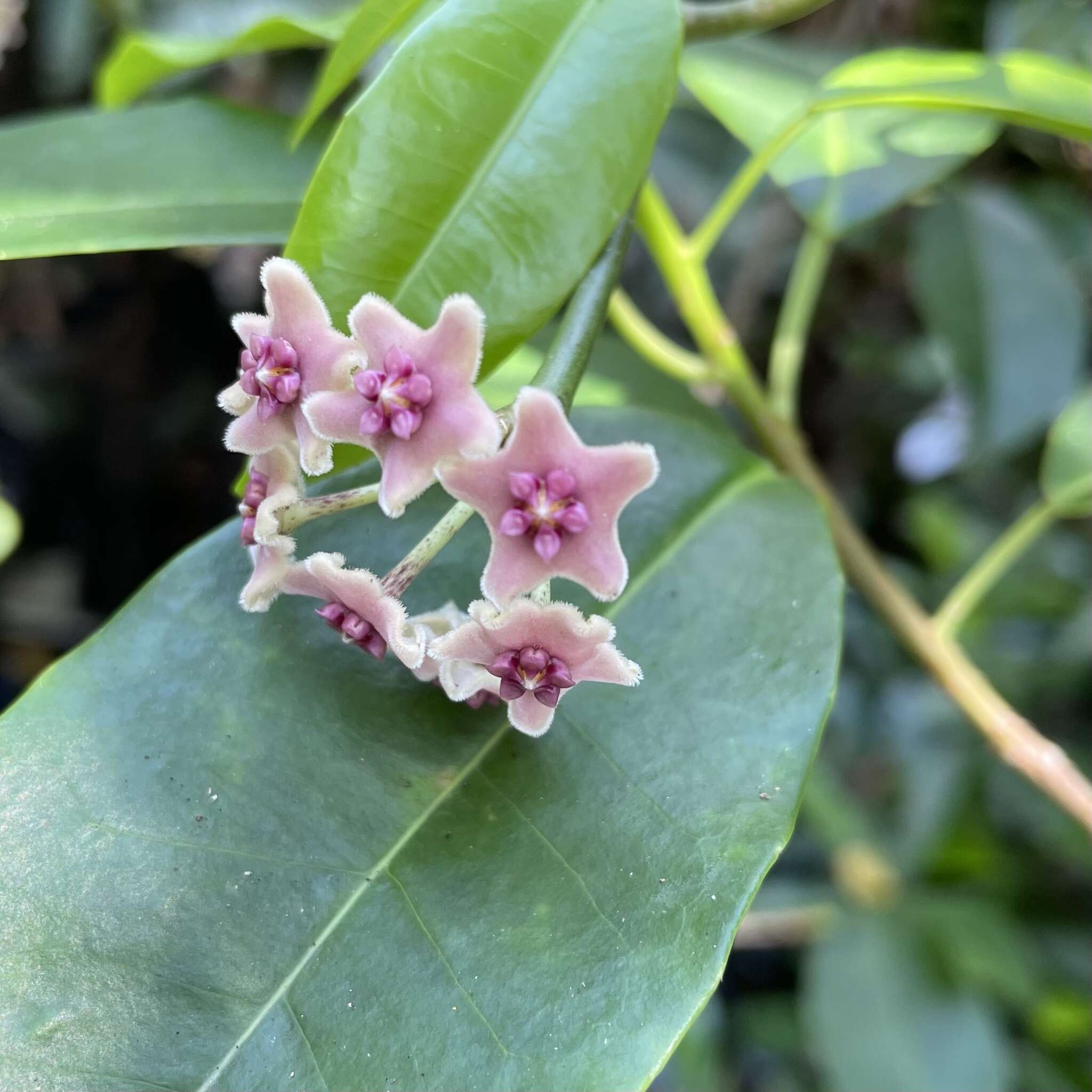 Image of Hoya diversifolia Bl.