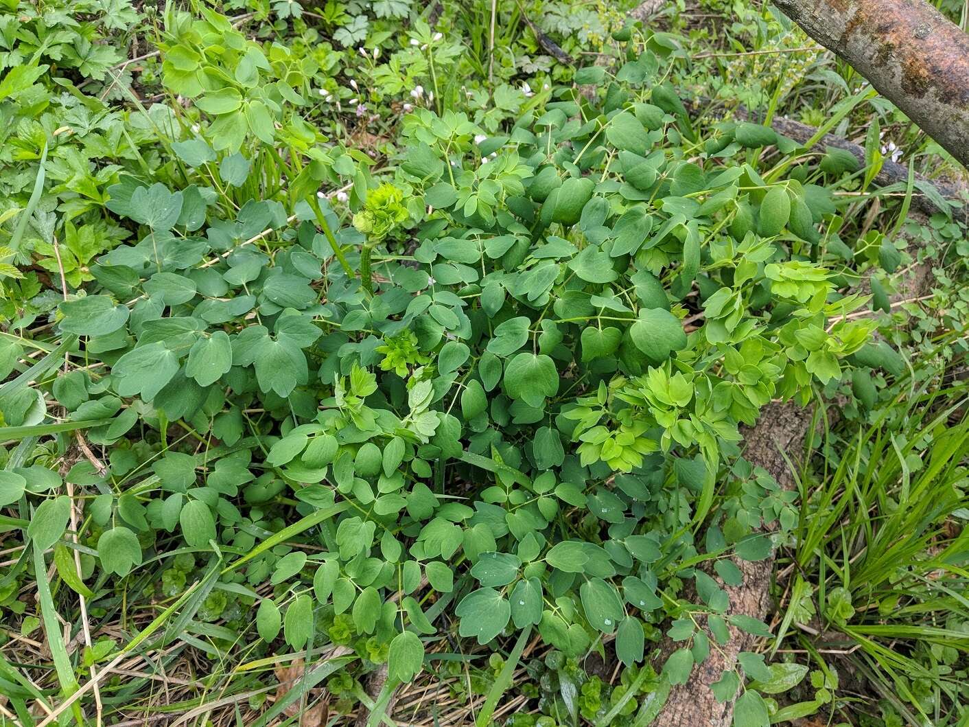 Image of Waxy-Leaf Meadow-Rue