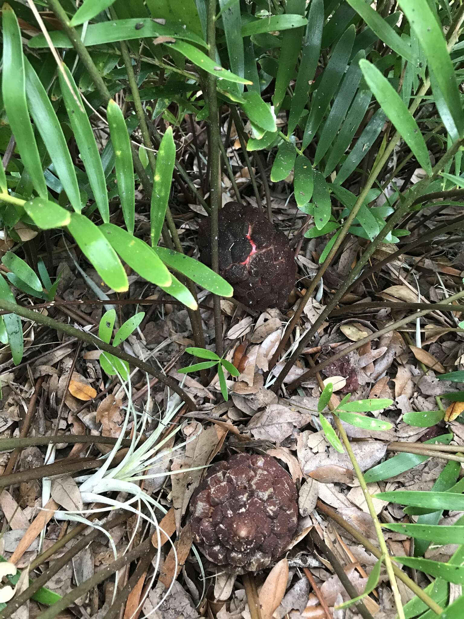 Image of Florida arrowroot