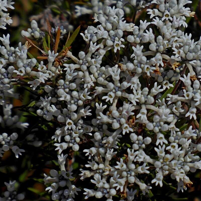 Image of Conospermum taxifolium C. F. Gaertner