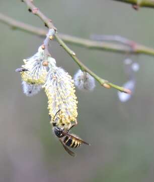 Image of Northern Aerial Yellowjacket