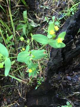 Imagem de Hypericum mutilum L.