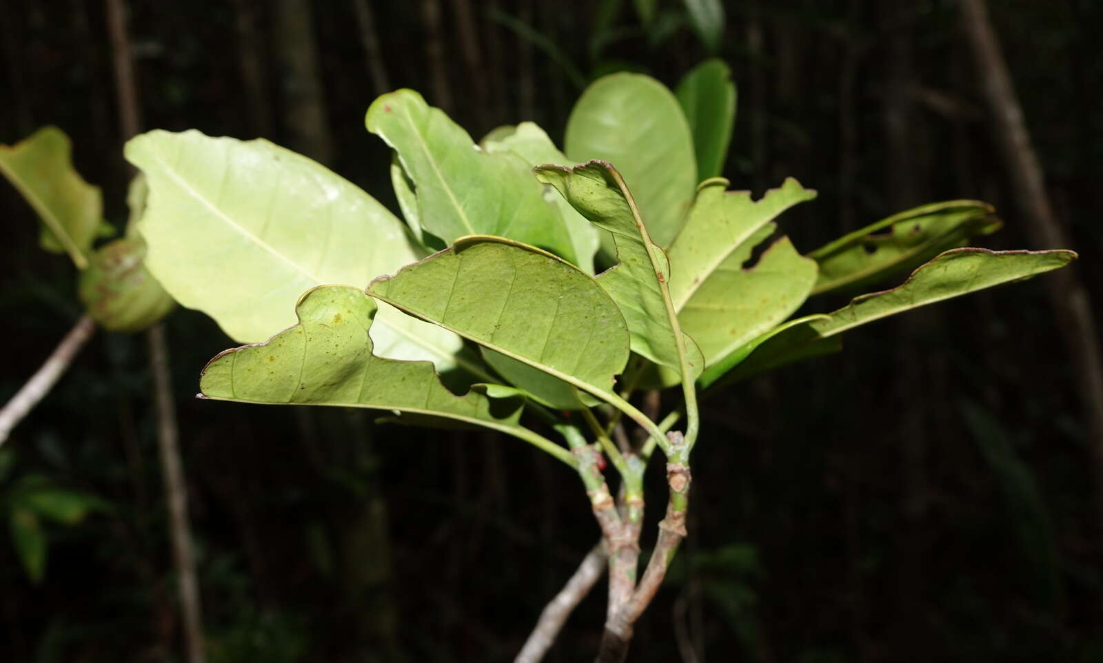 Image of Hyperacanthus talangninia (DC.) Rakotonas. & A. P. Davis