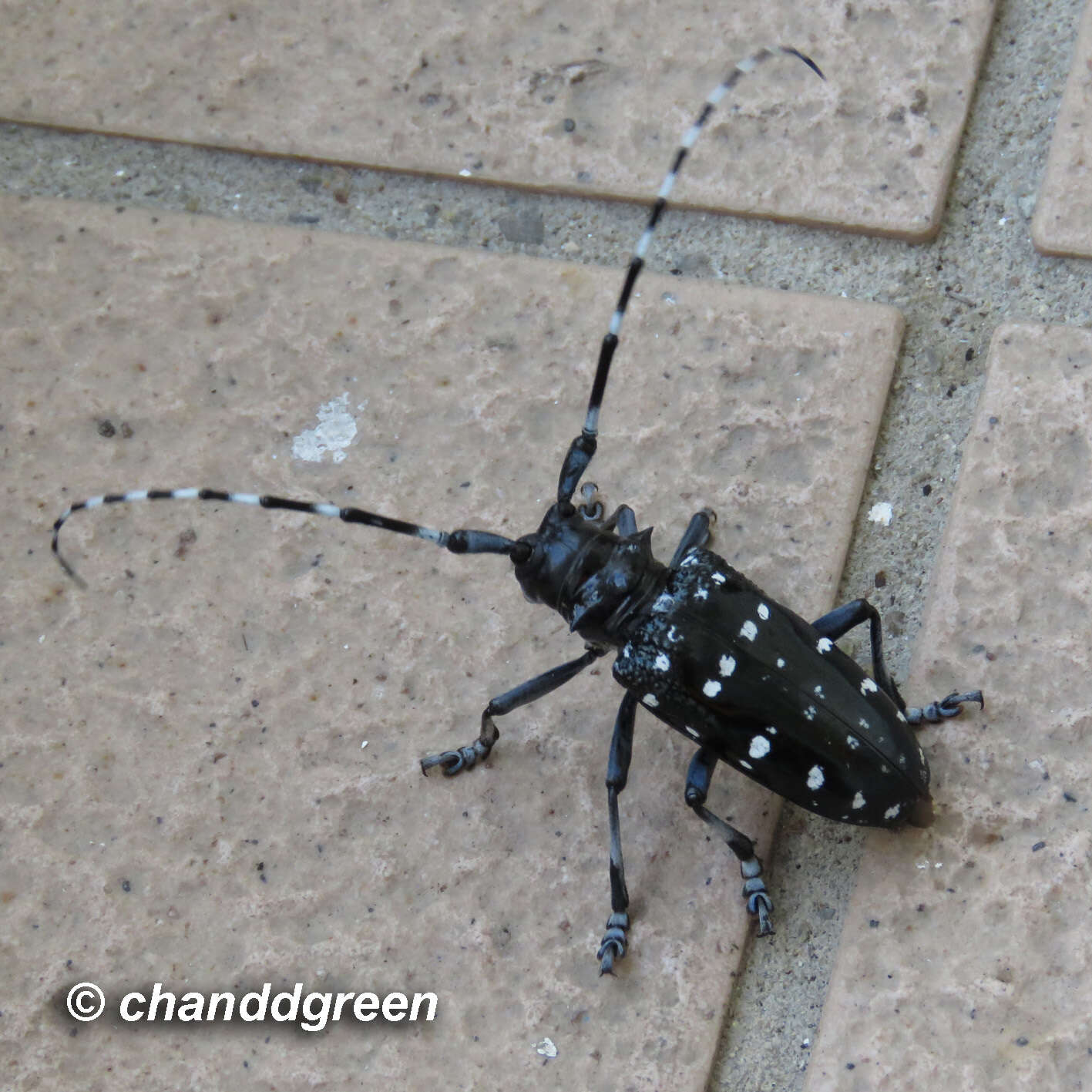 Image of Citrus long-horned beetle