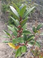 Image of Ficus variolosa Lindl. ex Benth.