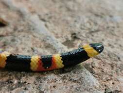 Image of Oaxacan Coral Snake