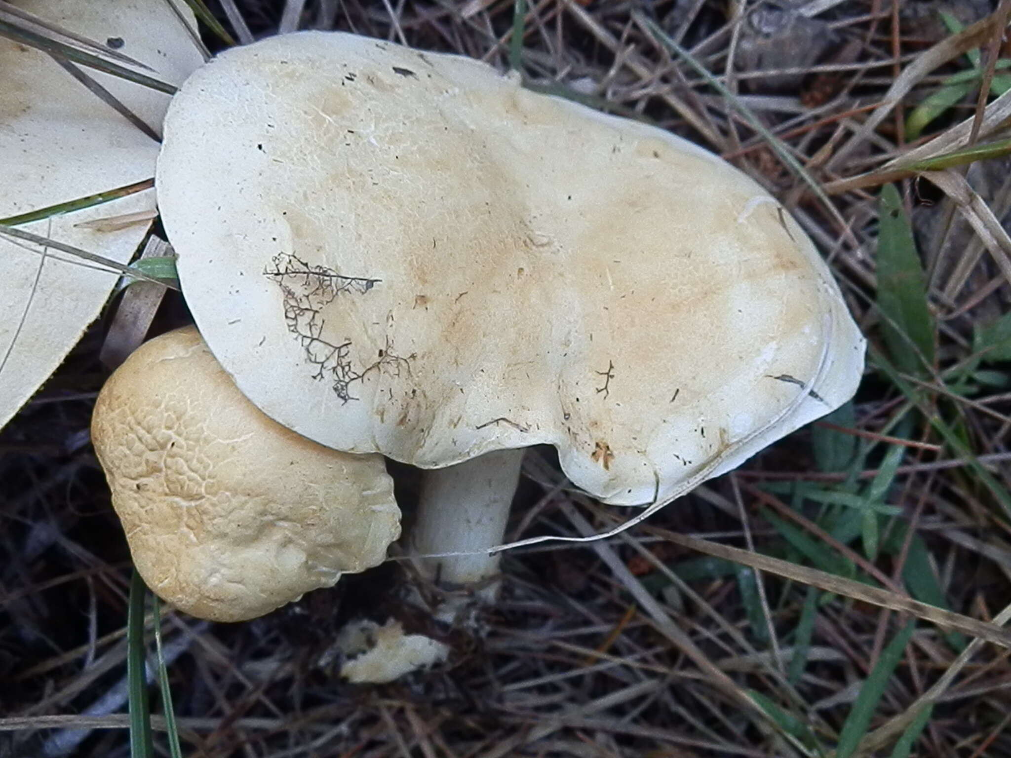 Image of Leucopaxillus paradoxus (Costantin & L. M. Dufour) Boursier 1925