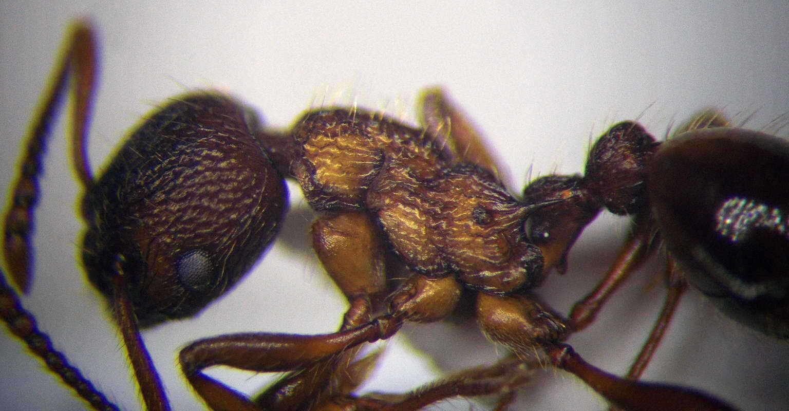 Image of Myrmica bergi Ruzsky 1902