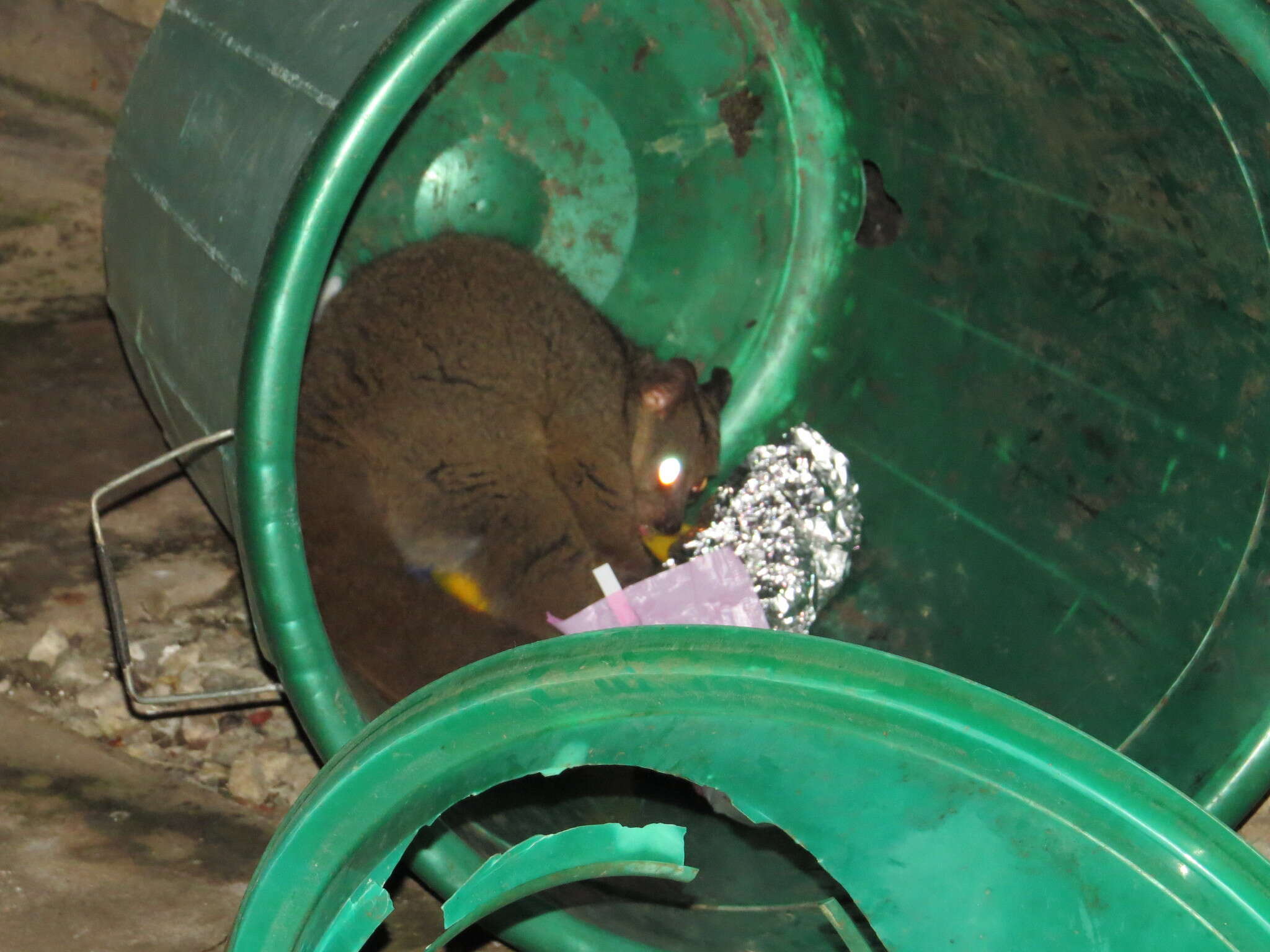 Image of Garnett's Greater Galago