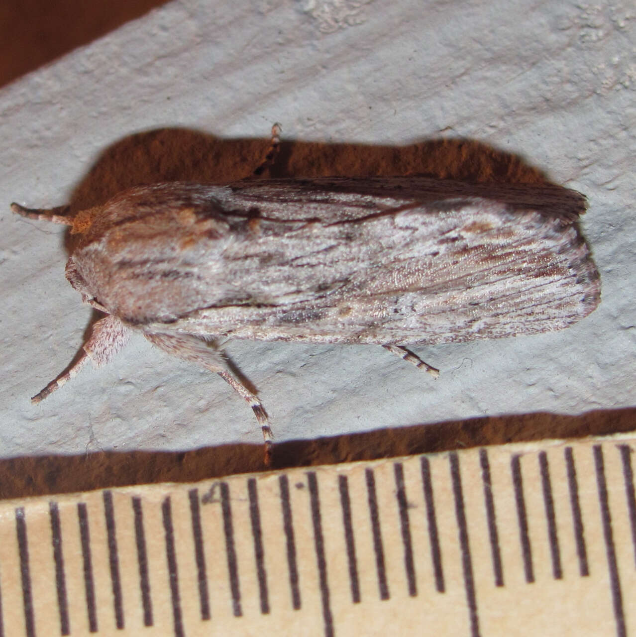 Image of Gray-streaked Armywom Moth