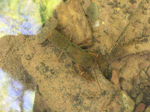 Image of Appalachian brook crayfish