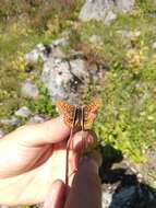 Image of Western Meadow Fritillary