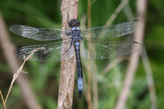 Image of Blue Cascader