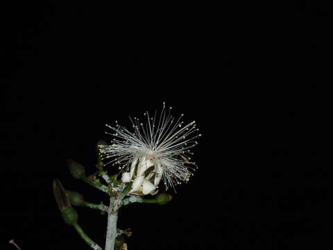 Pseudobombax grandiflorum (Cav.) A. Robyns resmi