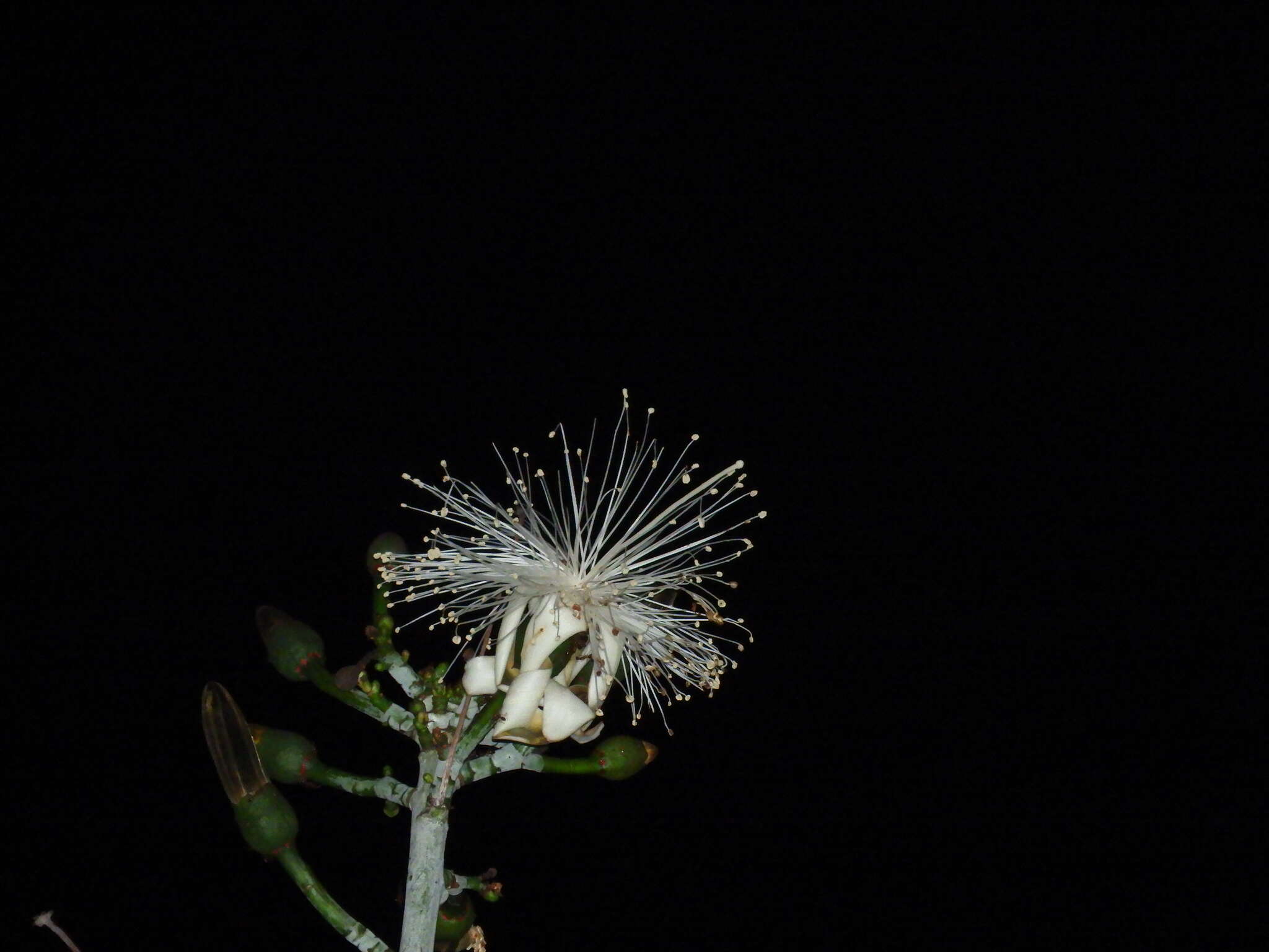 Image of Pseudobombax grandiflorum (Cav.) A. Robyns