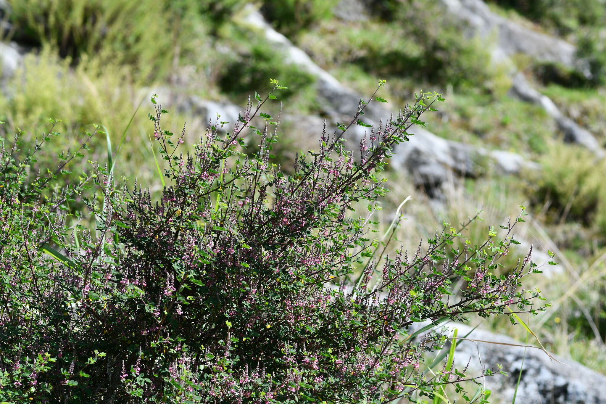 Image de Indigofera pseudotinctoria Matsum.