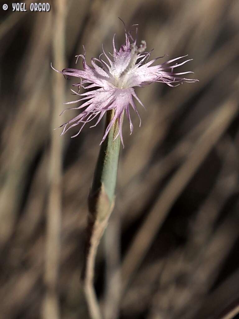 Image of Dianthus sinaicus Boiss.