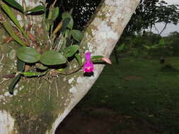 Image of Violet Cattleya