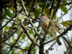 صورة Hylophilus amaurocephalus (Nordmann 1835)