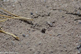 Image of Cicindela (Cicindela) parowana platti Cazier 1937