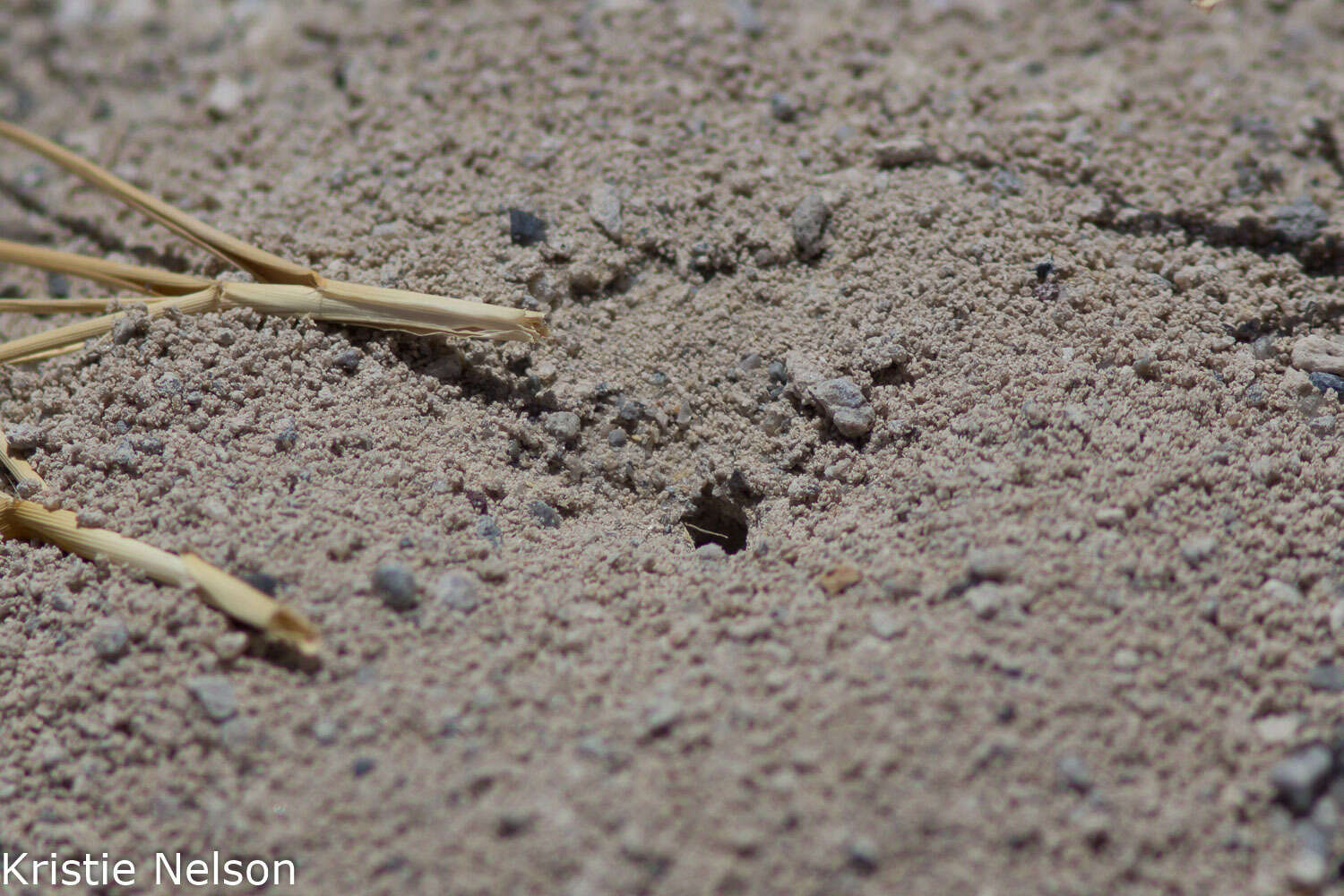 Image of Cicindela (Cicindela) parowana platti Cazier 1937