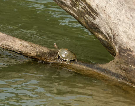 Image of Assam Roofed Turtle