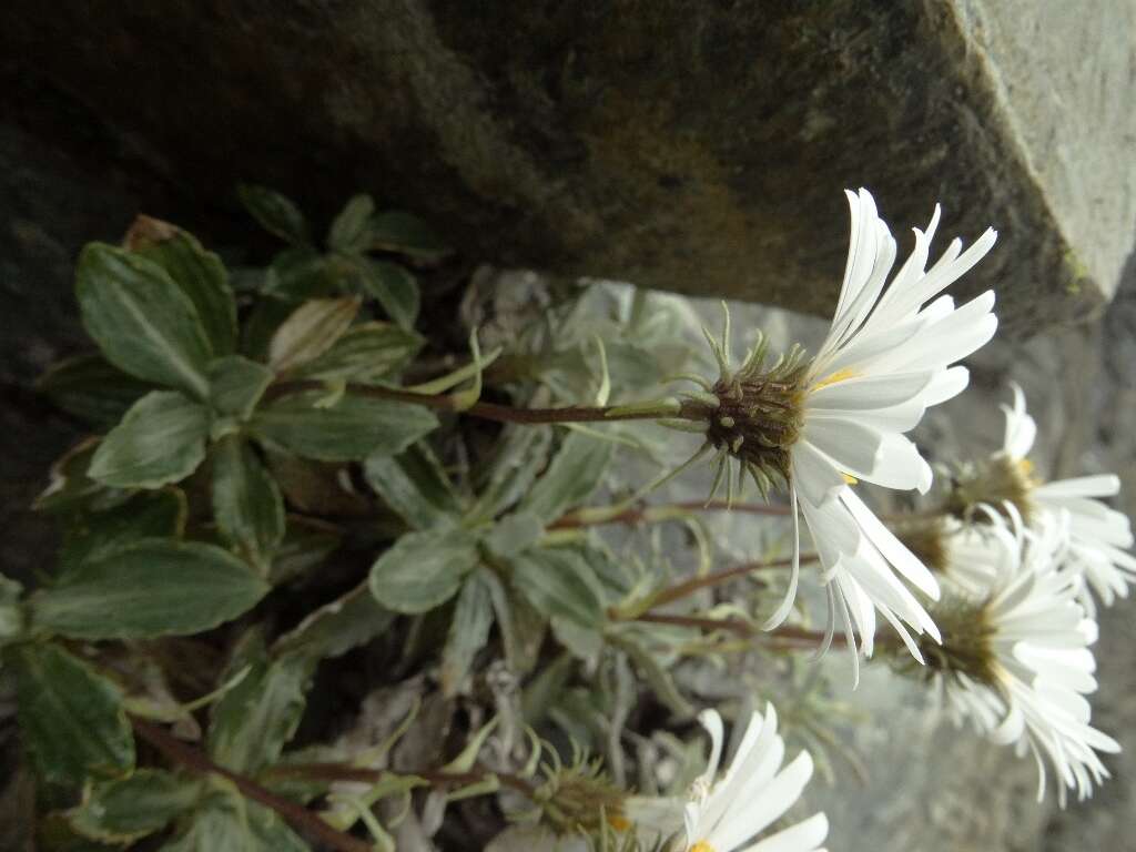 Image of Celmisia brevifolia Cockayne