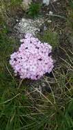 Image of Dianthus microlepis Boiss.