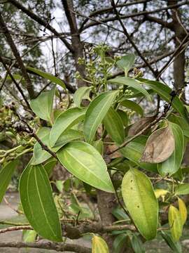 Image of Cinnamomum kotoense Kaneh. & Sasaki