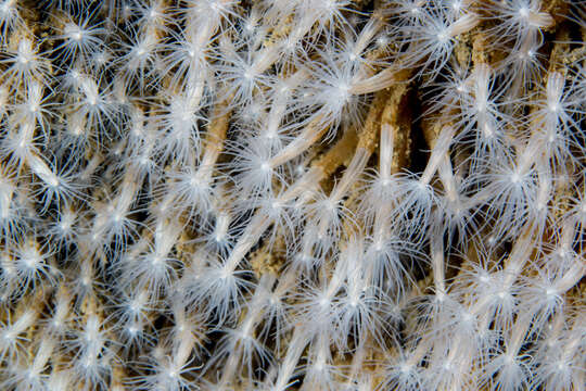 Image of lined sea anemone