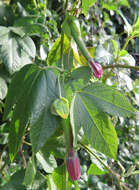 Image of Passiflora rosea (Karsten) Killip