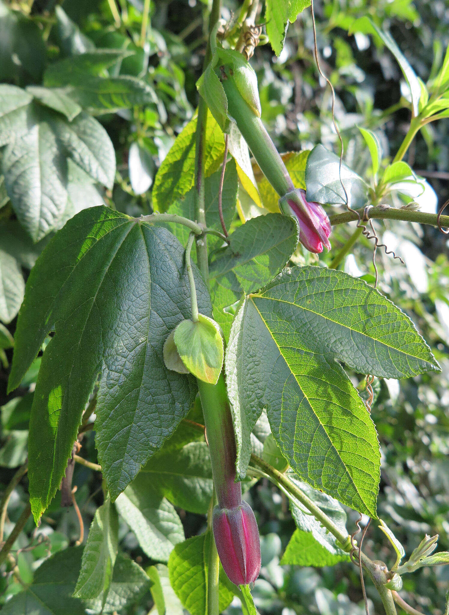 Image of Passiflora rosea (Karsten) Killip