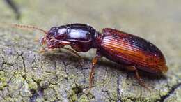 صورة Clivina (Clivina) collaris (Herbst 1784)