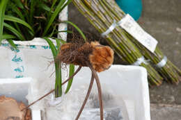 Image of Chain Fern Rhizome