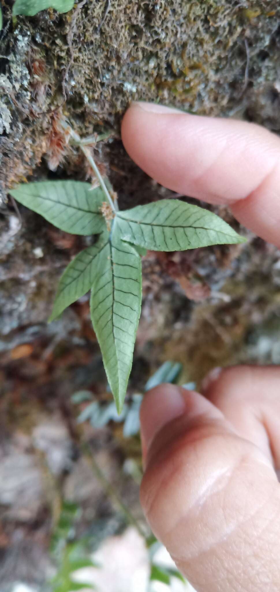 Pichisermollodes quasidivaricata (Hayata) Fraser-Jenk.的圖片