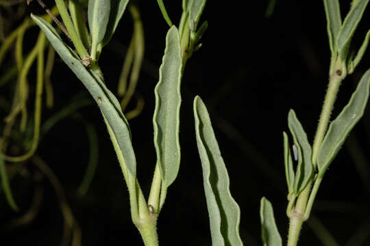 Image of Carleton's sand verbena