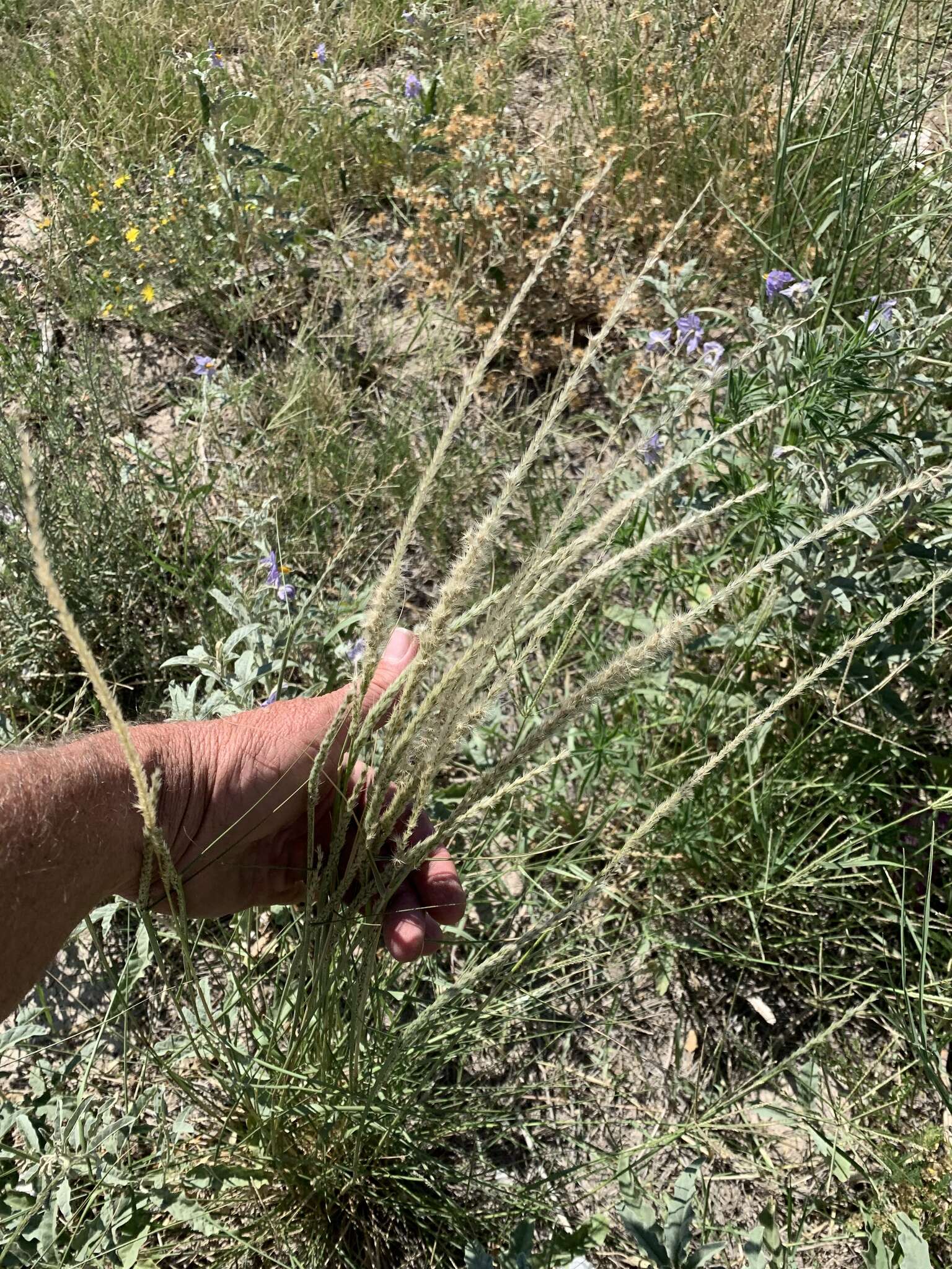 Image of pink pappusgrass