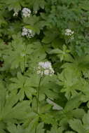 Image of Trautvetteria caroliniensis var. occidentalis (A. Gray) C. L. Hitchc.