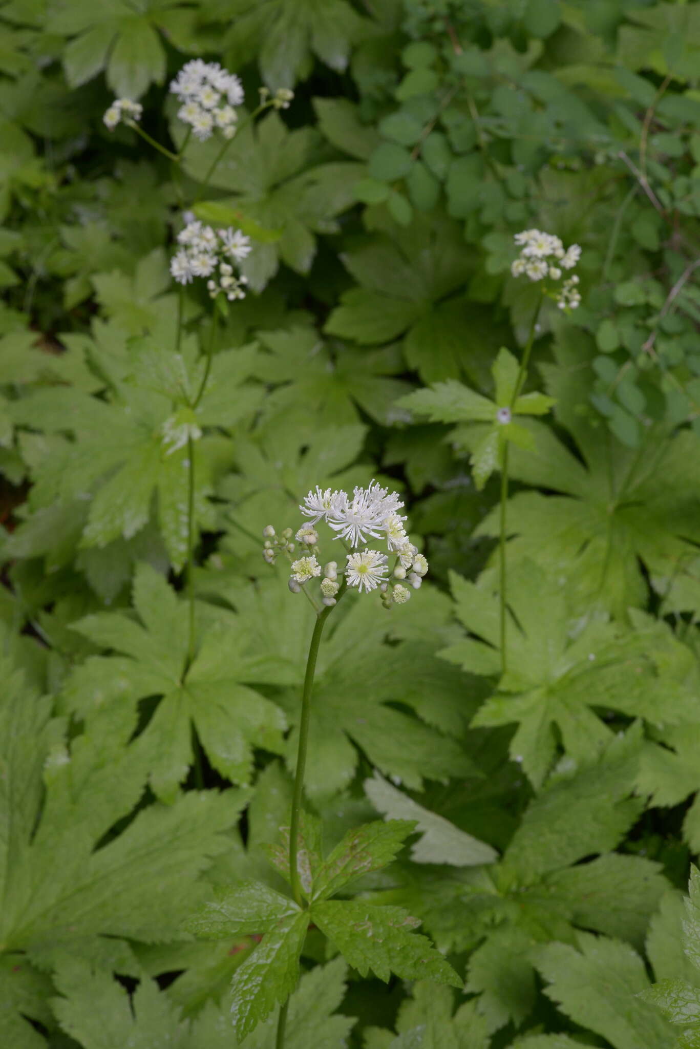 Слика од Trautvetteria caroliniensis var. occidentalis (A. Gray) C. L. Hitchc.