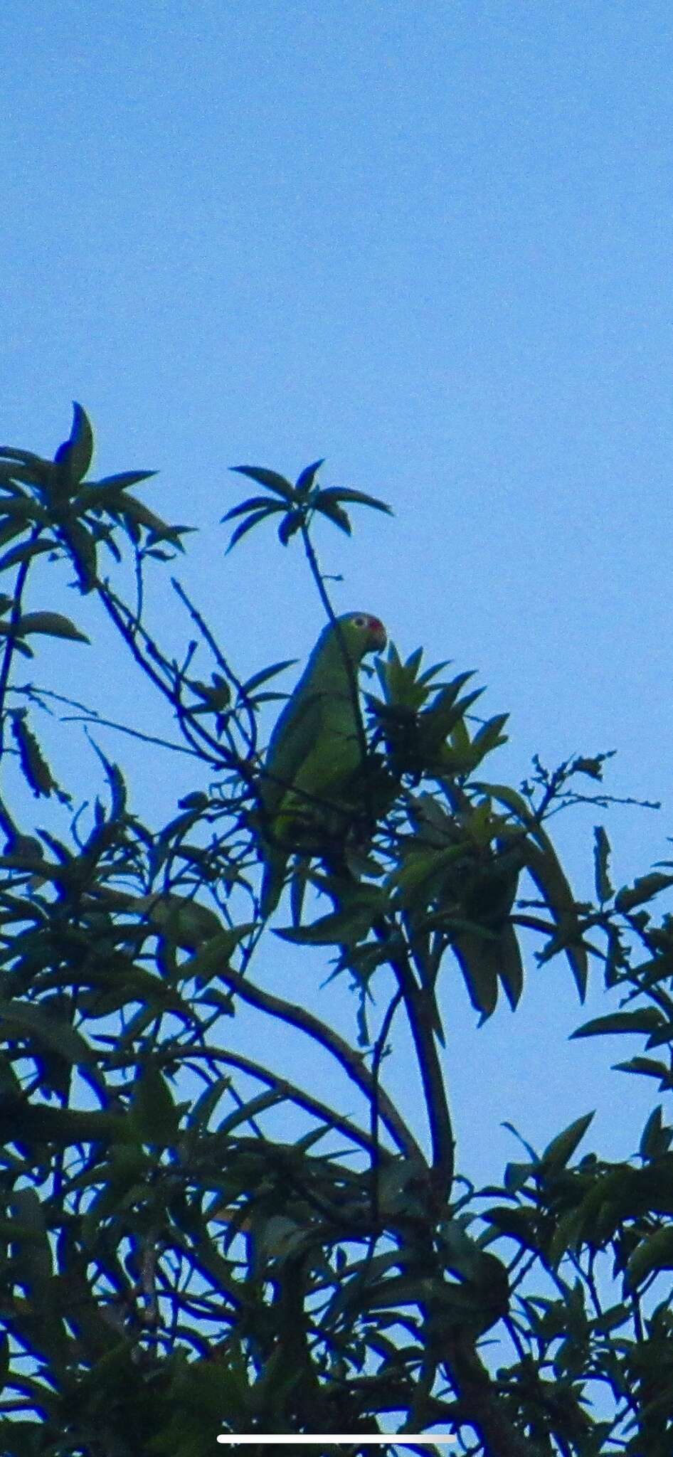 Imagem de Amazona autumnalis salvini (Salvadori 1891)