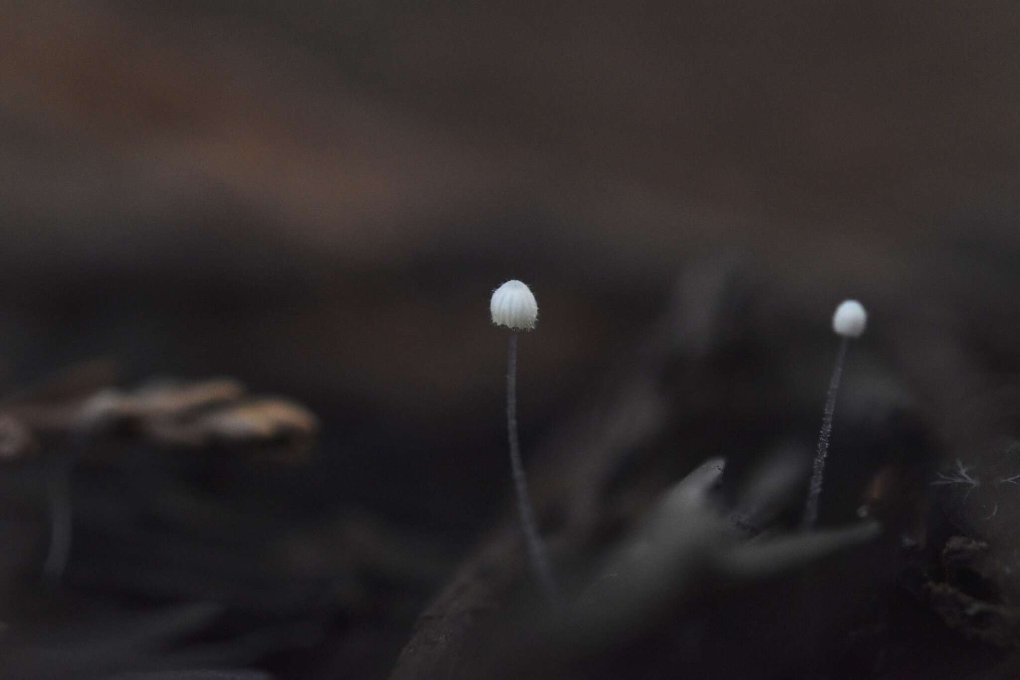 Sivun Mycena aciculata (A. H. Sm.) Desjardin & E. Horak 2002 kuva