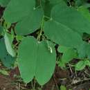 Plancia ëd Bauhinia cheilantha (Bong.) Steud.