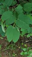 Image of Bauhinia cheilantha (Bong.) Steud.