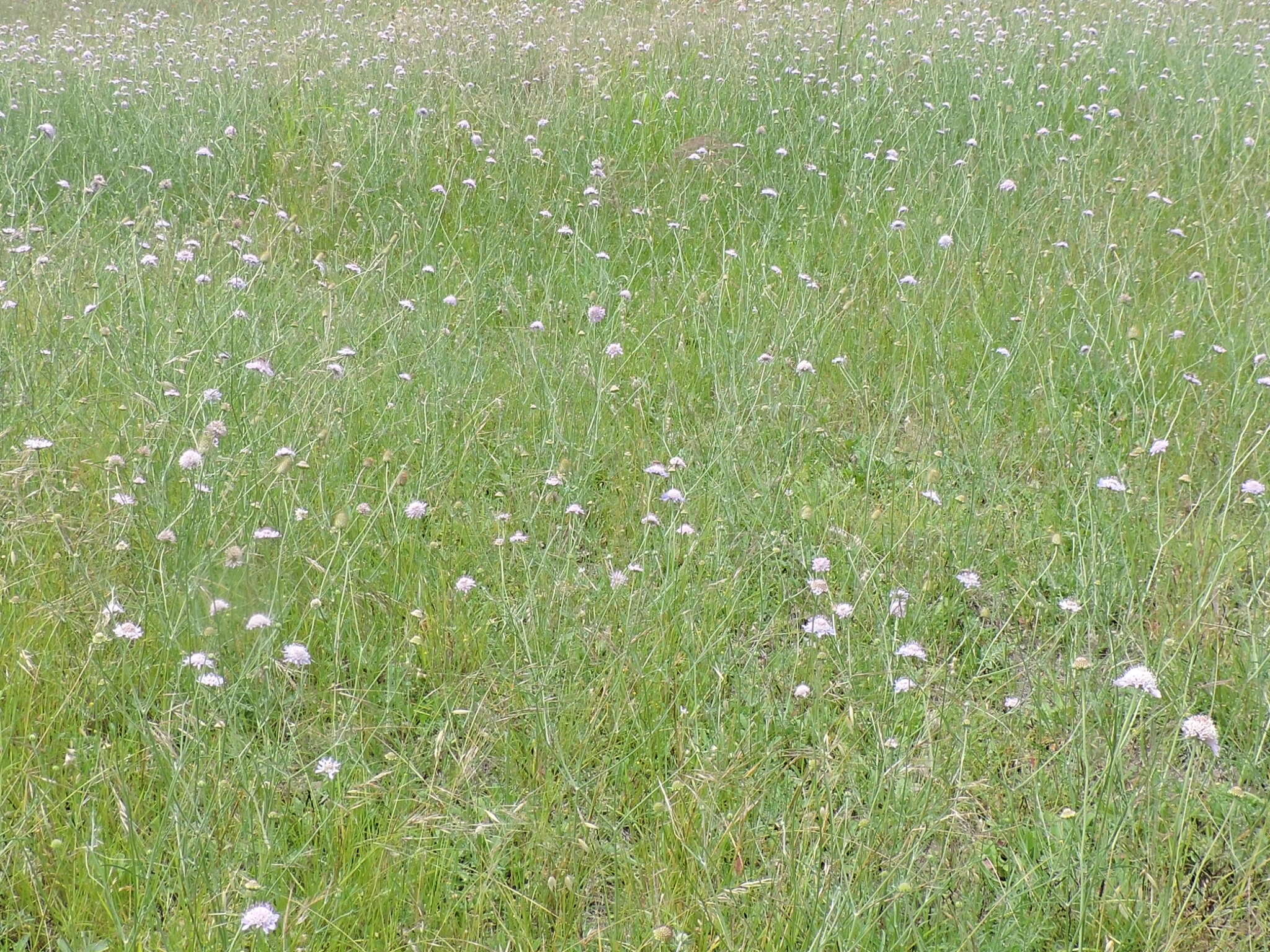 Image of Sixalix atropurpurea (L.) W. Greuter & Burdet