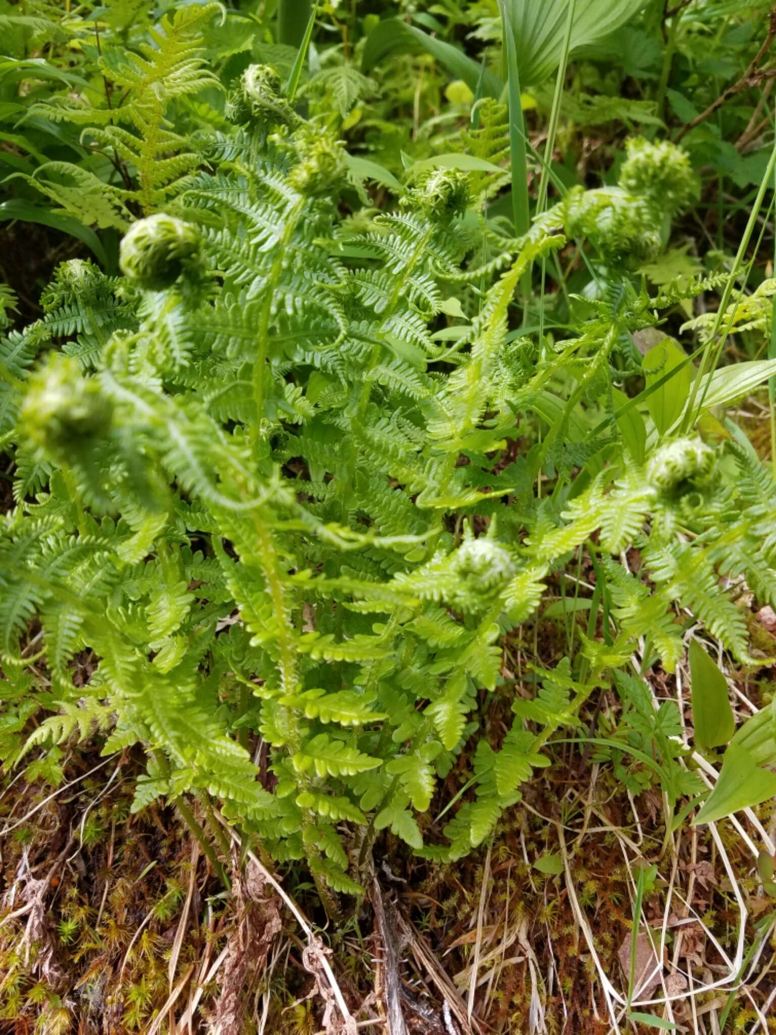 Image of Oreopteris quelpartensis (Christ) Holub