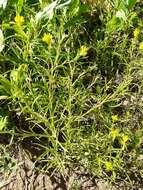 Image of Tolmie's owl's-clover