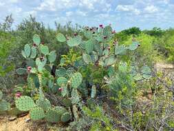 Image of chenille pricklypear