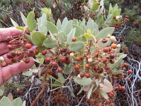 Image of Pringle manzanita