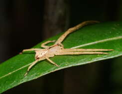 Sivun Sidymella rubrosignata (L. Koch 1874) kuva