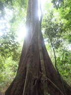 Image of Argus pheasant tree